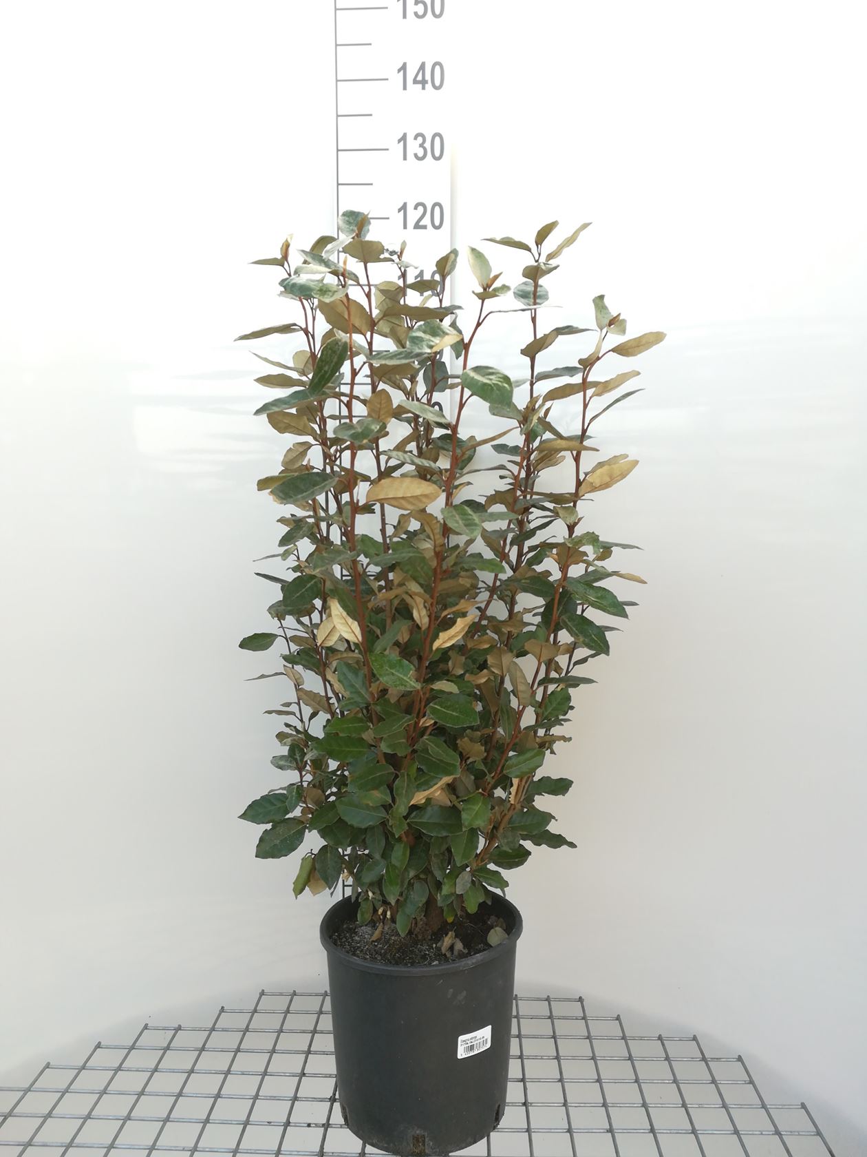 Elaeagnus x ebbingei - pot 10L - 80-100 cm