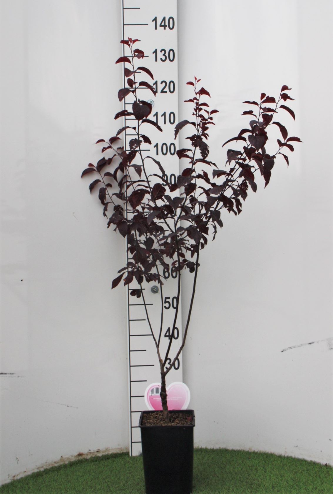 Prunus cerasifera 'Nigra' - pot - 60-80 cm