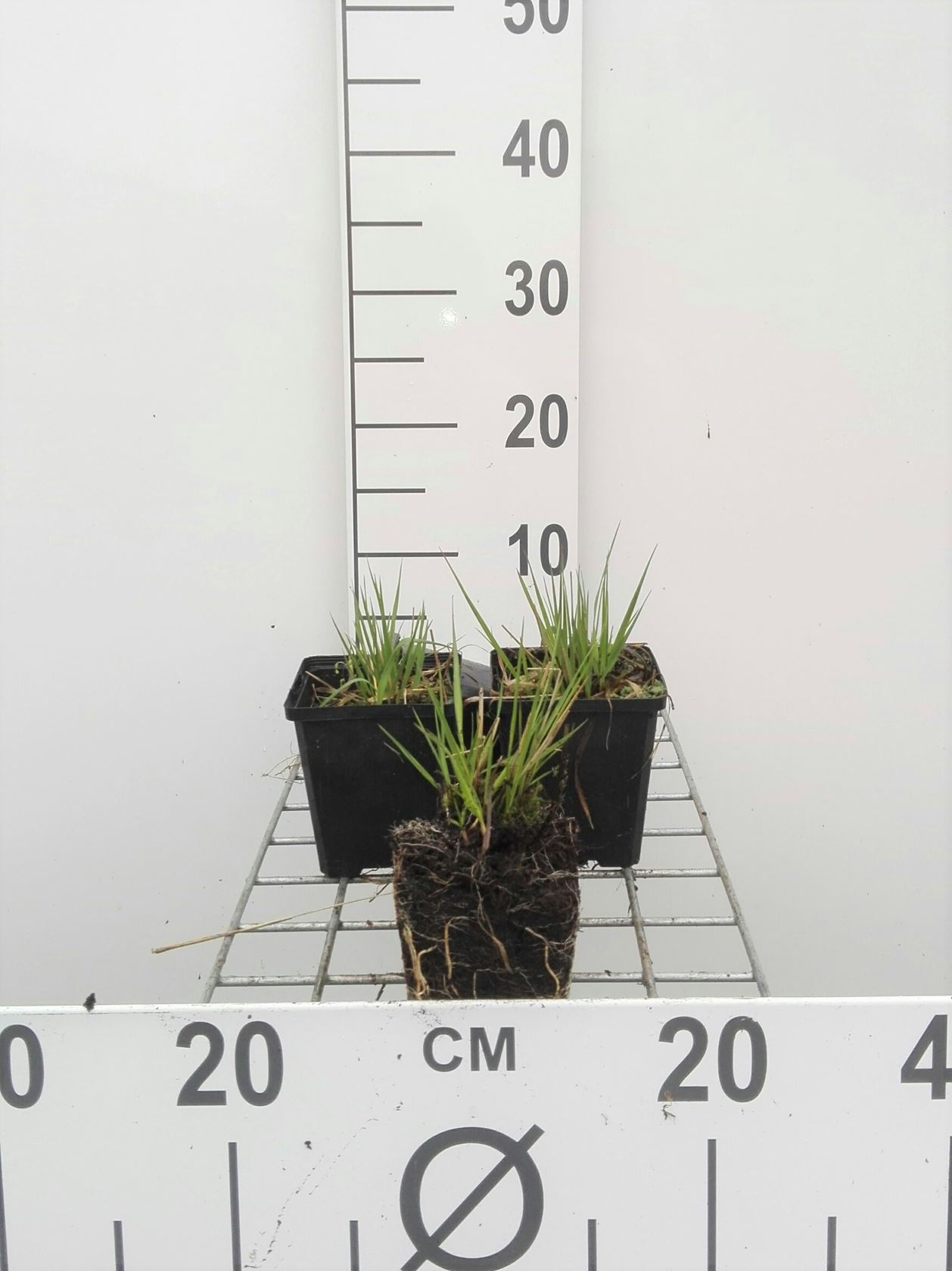 Molinia caerulea 'Moorhexe' - pot 9x9 cm