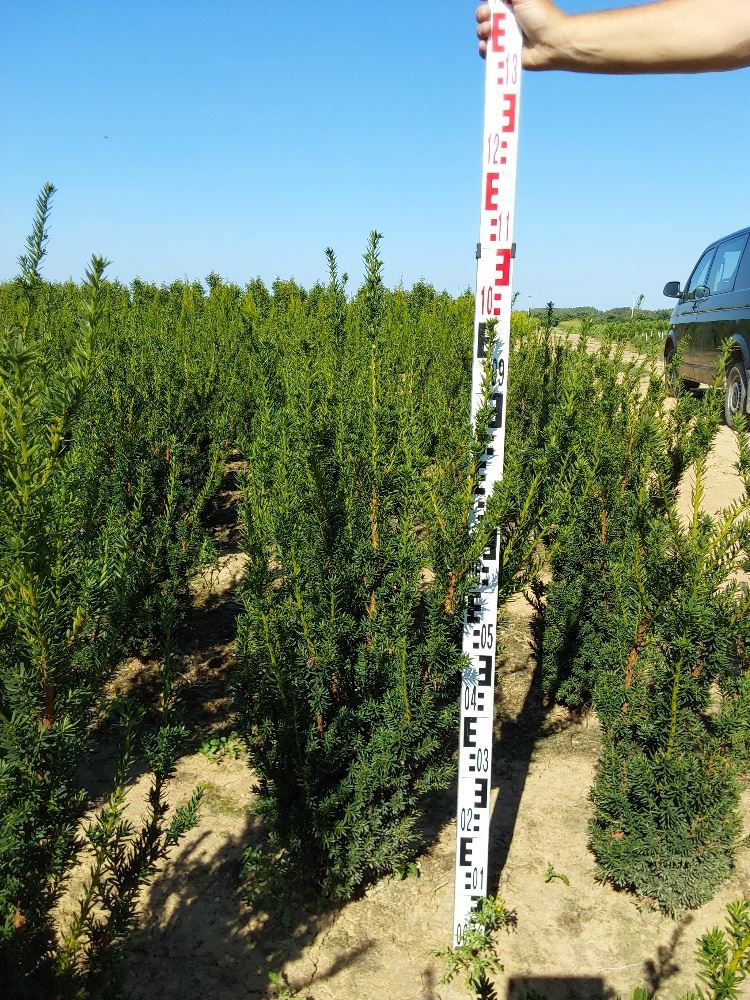 Taxus x media 'Hillii' - clod of earth - 100-125 cm