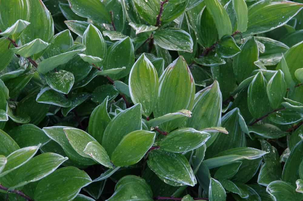 Plantenfiche-Polygonatum-falcatum-Variegatum-