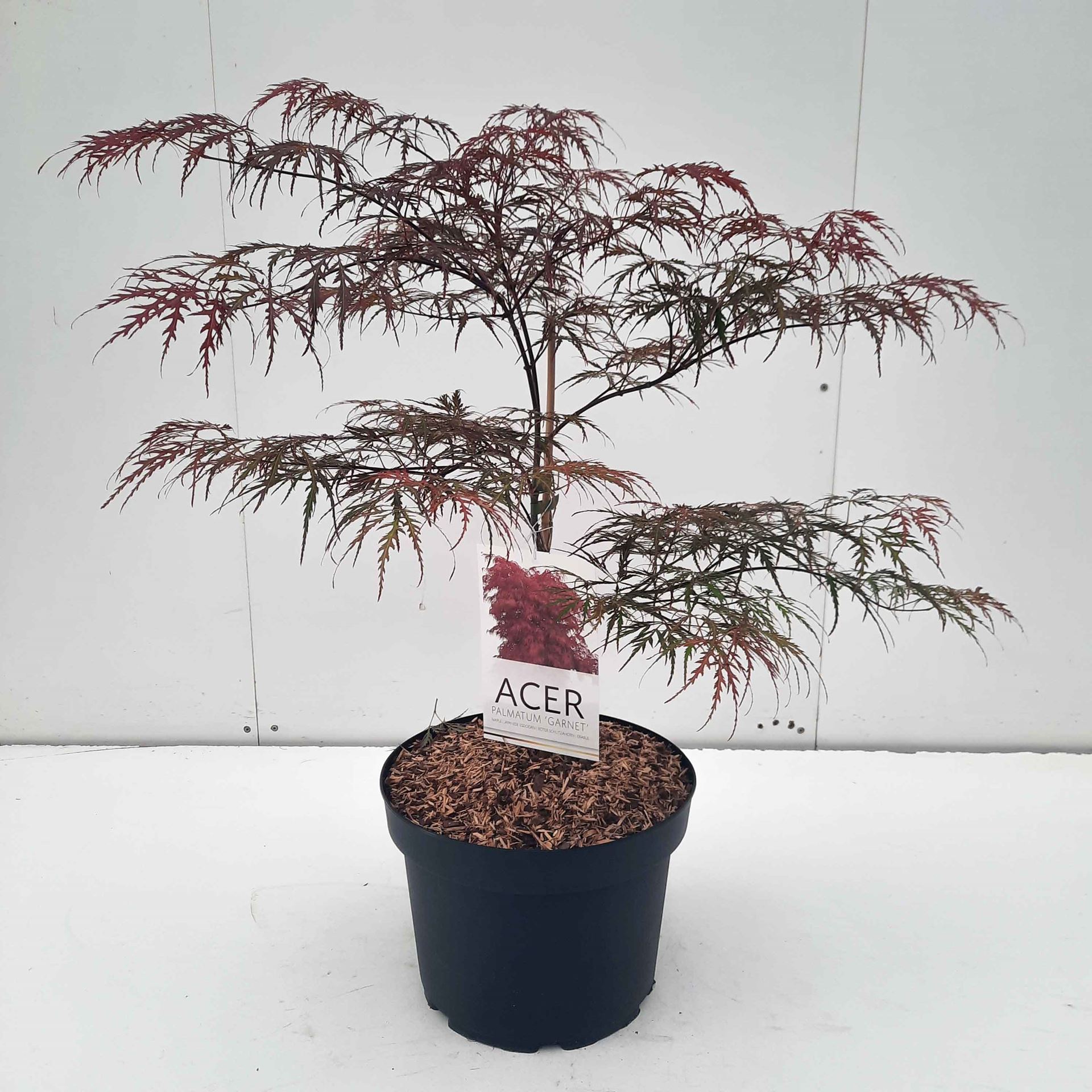 Acer palmatum 'Garnet' - pot 10L - 60+ cm