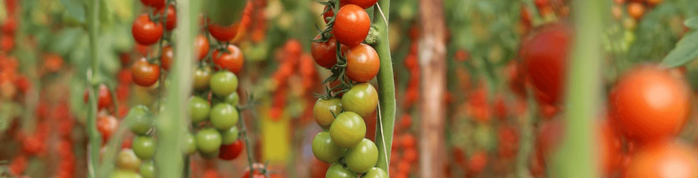 growing cluster of cherry tomatoes