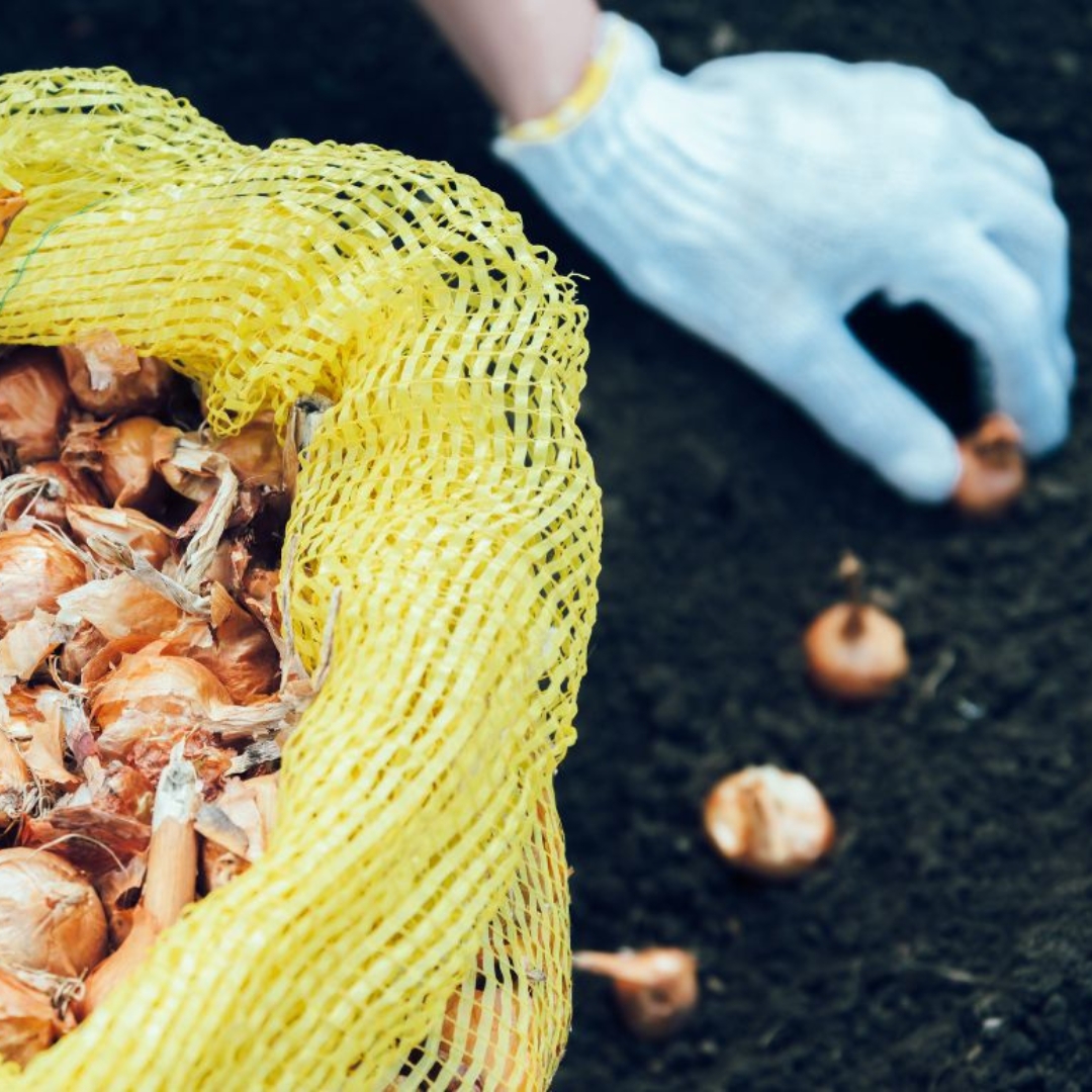 planting onions