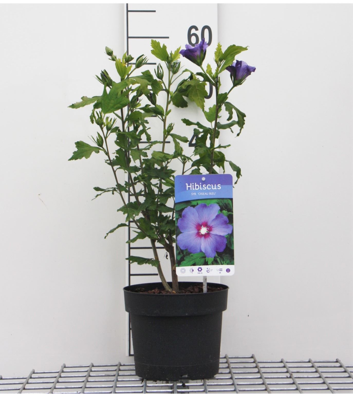Hibiscus syriacus 'Oiseau Bleu' - pot - 40-60 cm