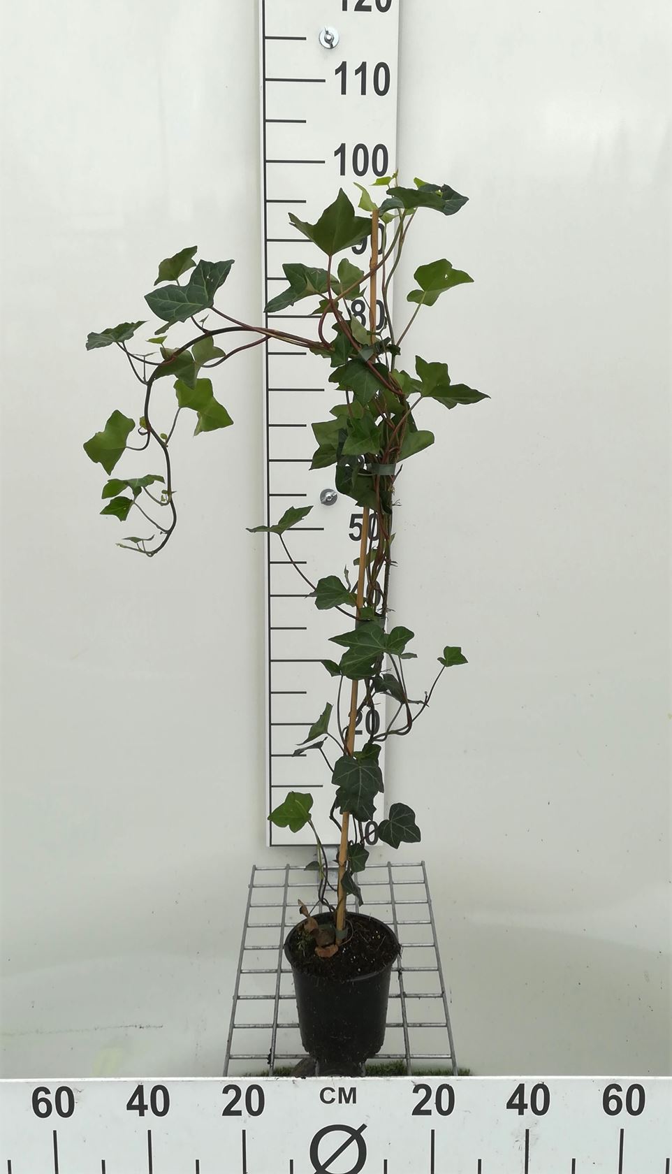 Hedera hibernica - pot - 80-100 cm