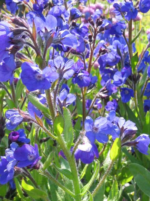 Plantenfiche-Anchusa-azurea-Loddon-Royalist-
