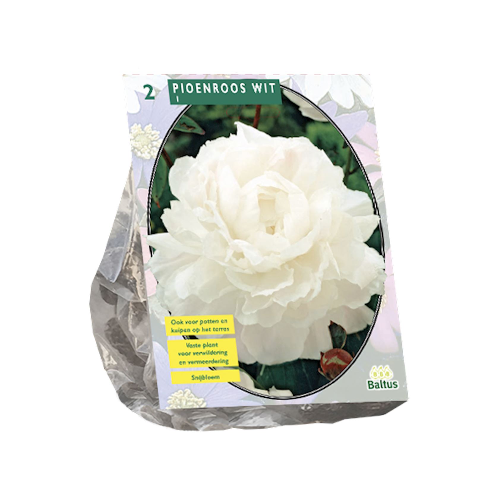 Baltus peony ' - Bulbes de printemps - Par 2 bulbes (blanc)