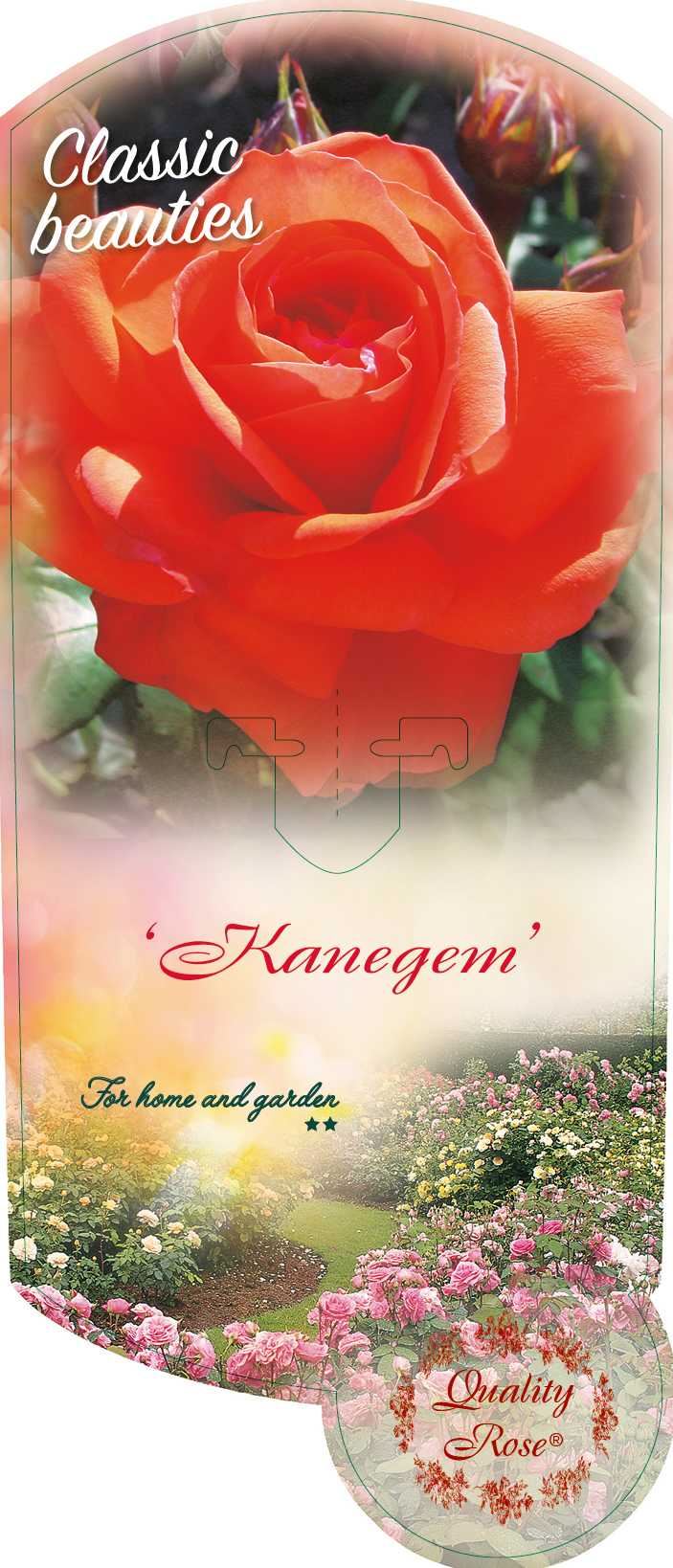 Rosa 'Kanegem' - pot