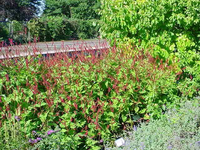 Plantenfiche-Persicaria-amplexicaulis-Speciosa-