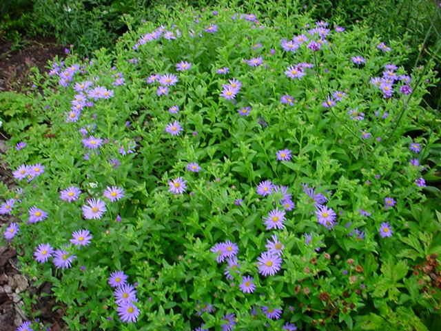 Plantenfiche-Aster-x-frikartii-Monch-