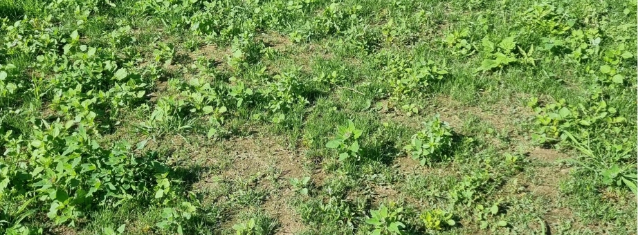 Lawn in poor condition