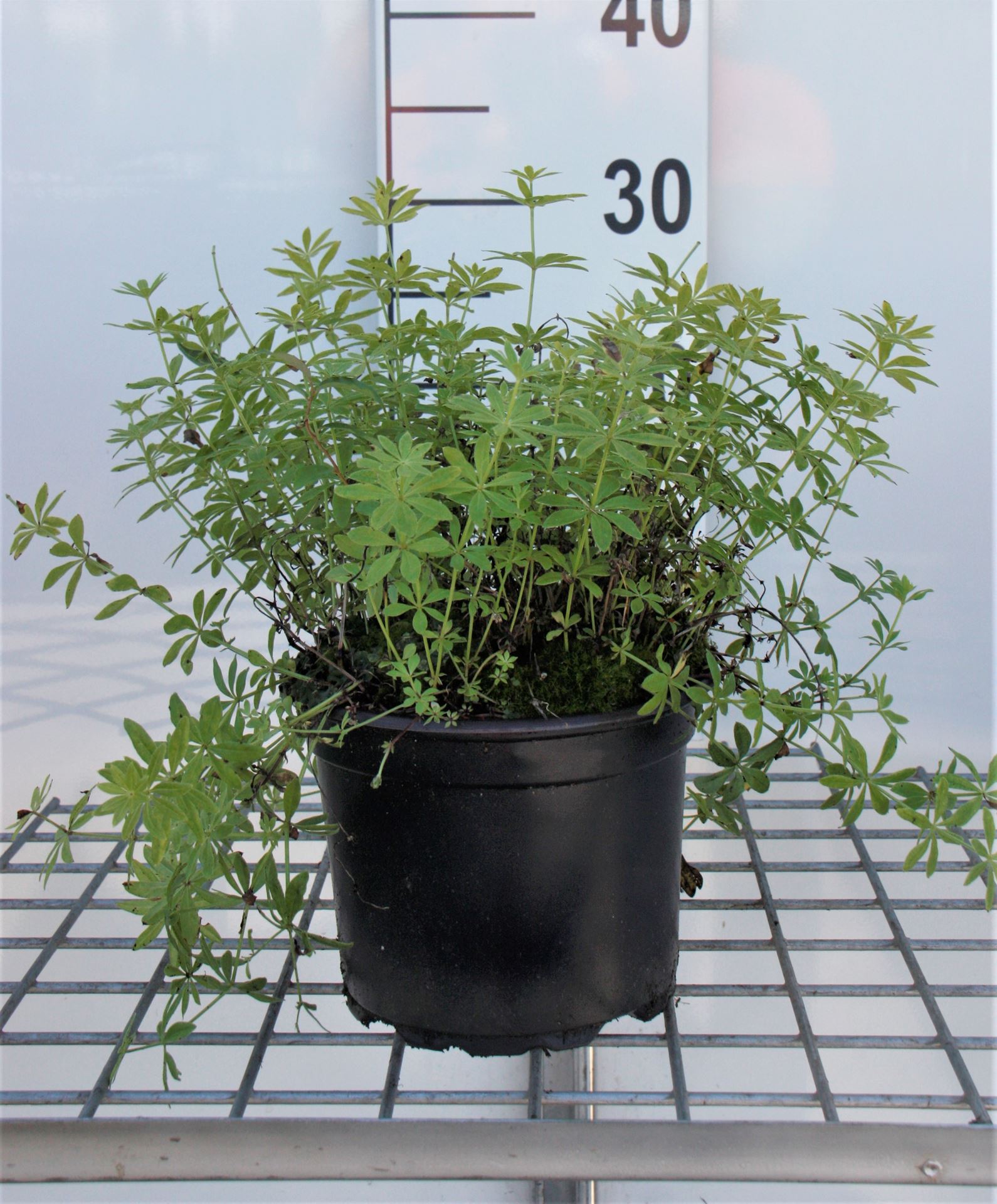 Woodruff - pot 2L cm (Galium odoratum)