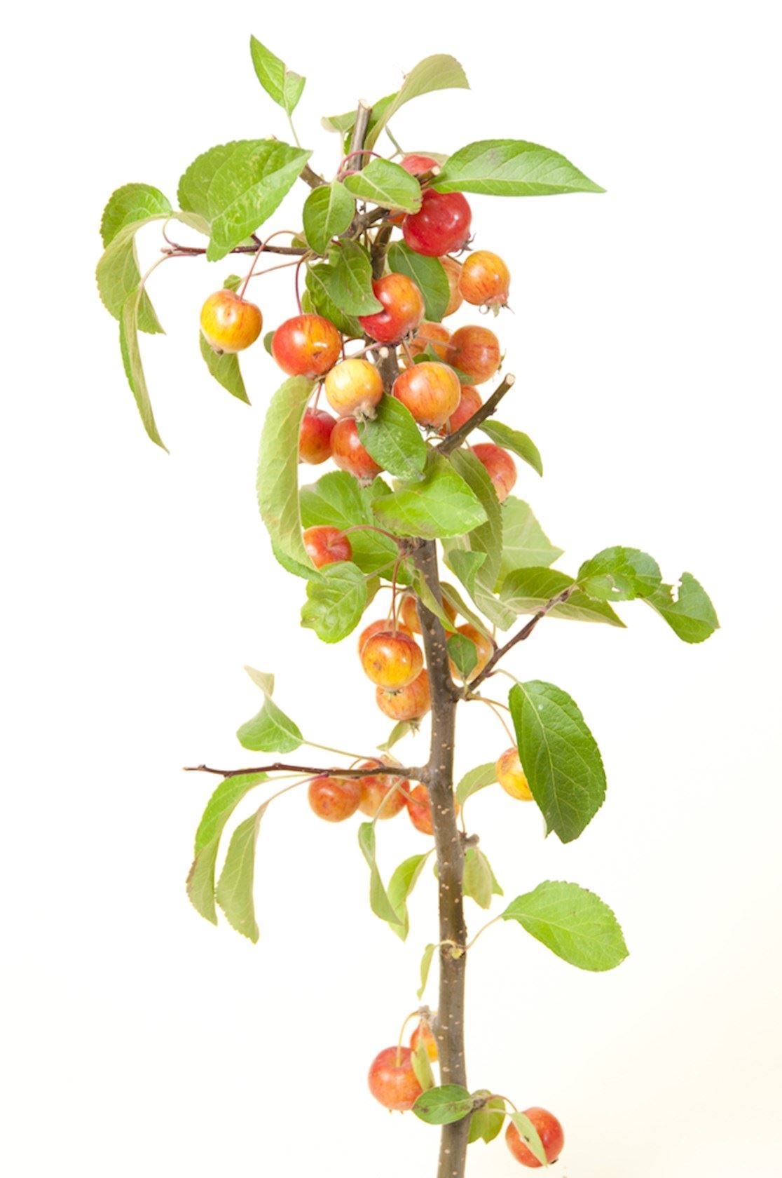 Plantenfiche-Malus-Perpetu-Sierappel-Evereste-