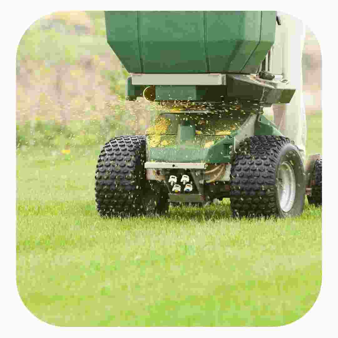 sowing grass