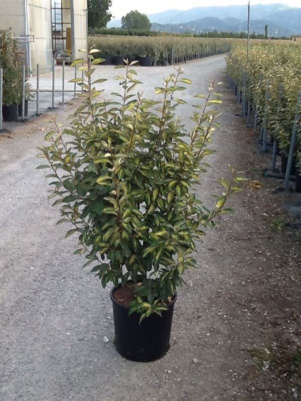 Elaeagnus x ebbingei 'Limelight' - pot 18L - 100-125 cm