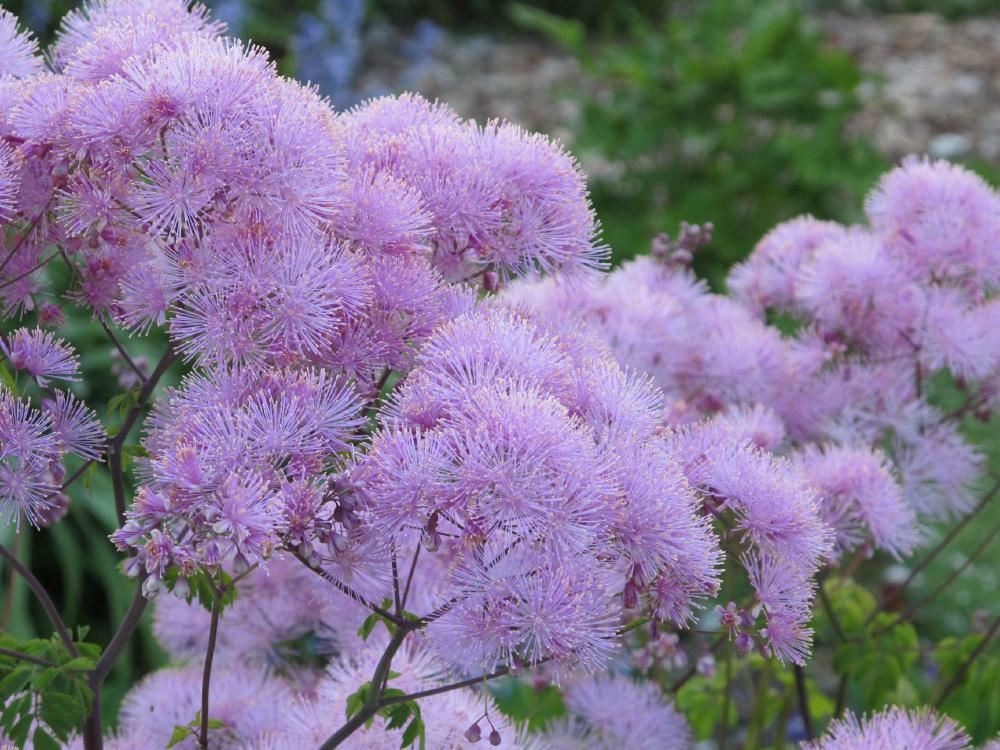 Plantenfiche-Thalictrum-aquilegifolium