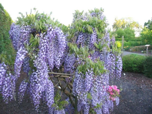 Plantenfiche-Wisteria-floribunda-Domino-