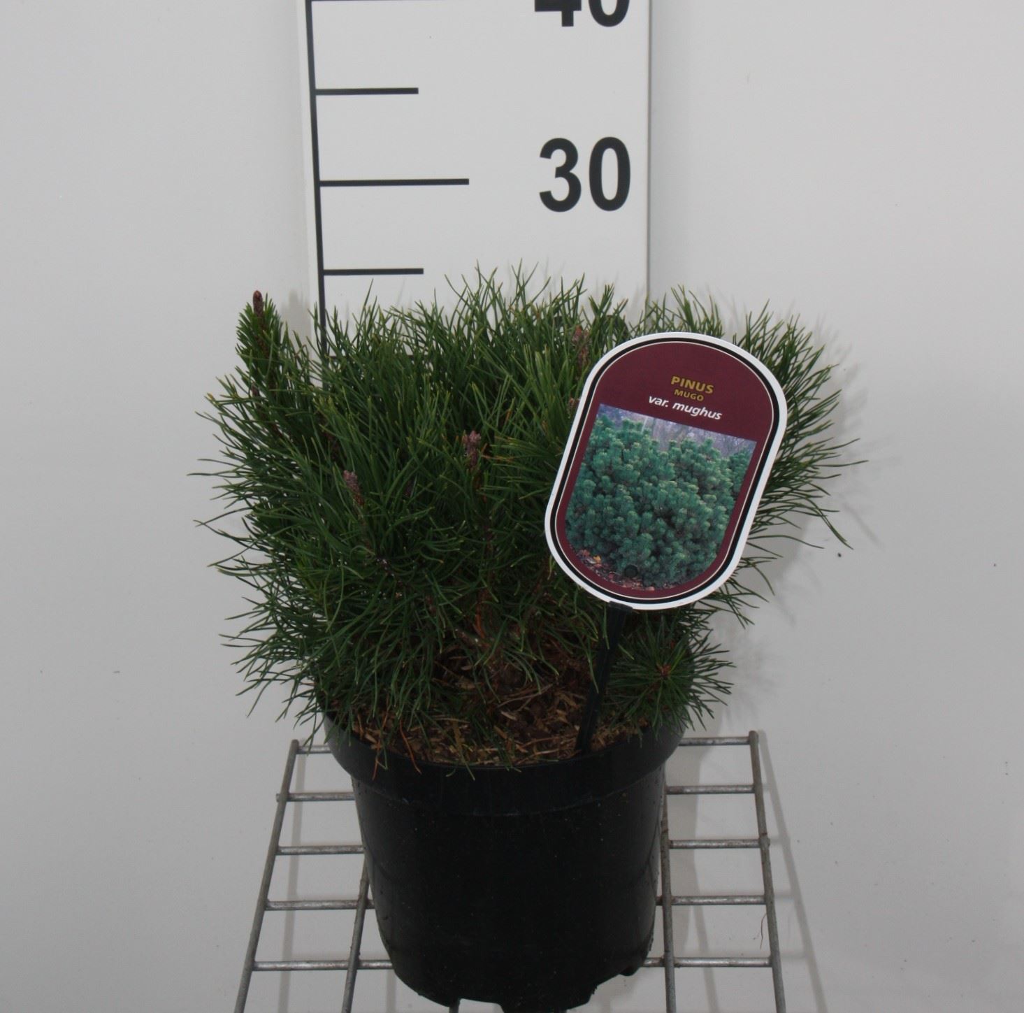 Pinus mugo subsp. mugo - pot - 20-30 cm