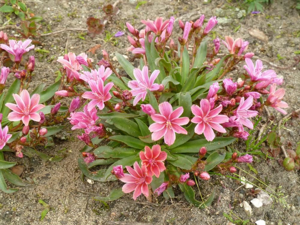 Plantenfiche-Lewisia-cotyledon