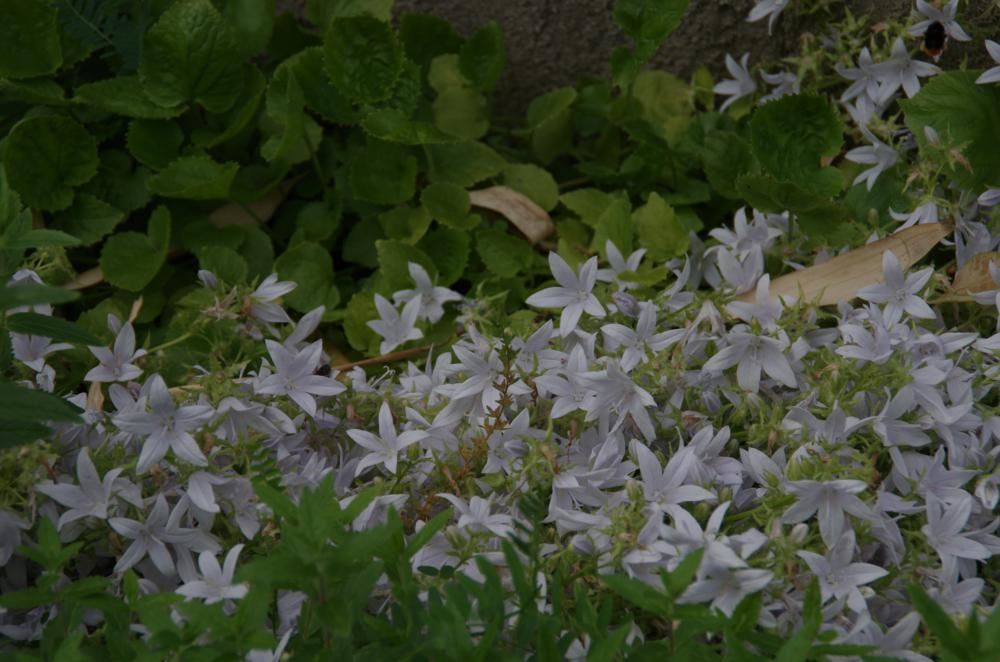 Plantenfiche-Campanula-poscharskyana-E-H-Frost-