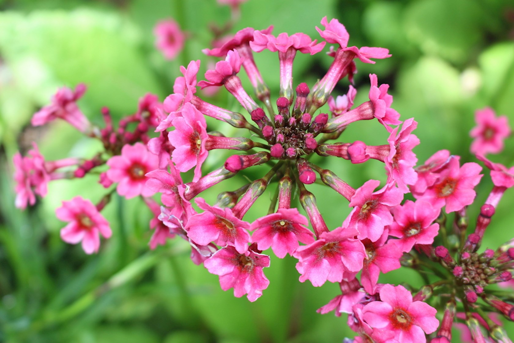Plantenfiche-Primula-pulverulenta