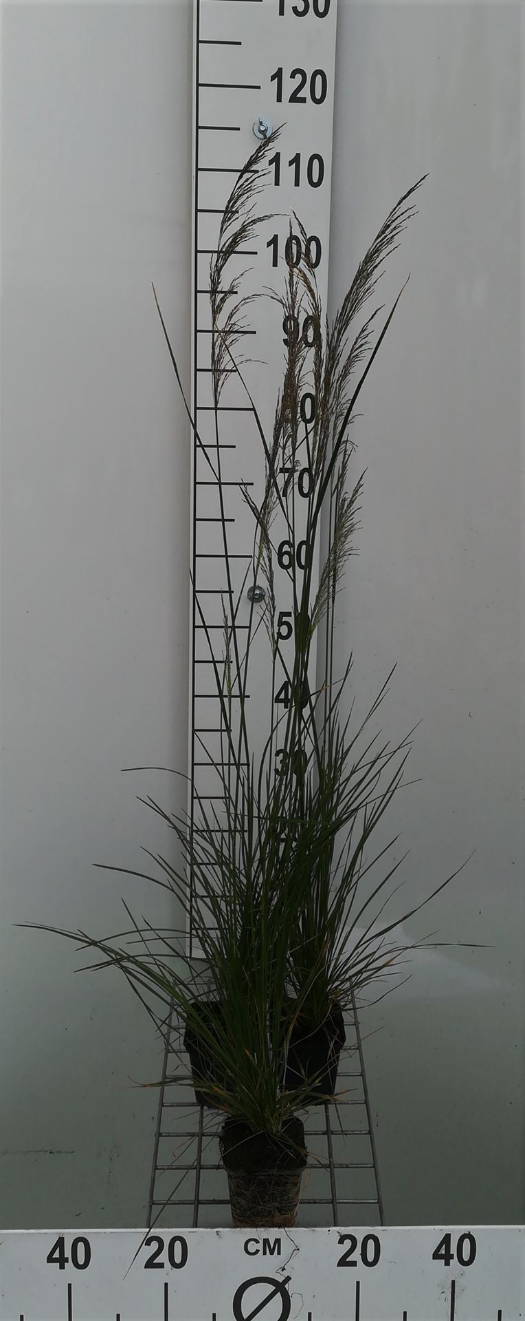 Deschampsia cespitosa 'Bronzeschleier' - pot 9x9 cm