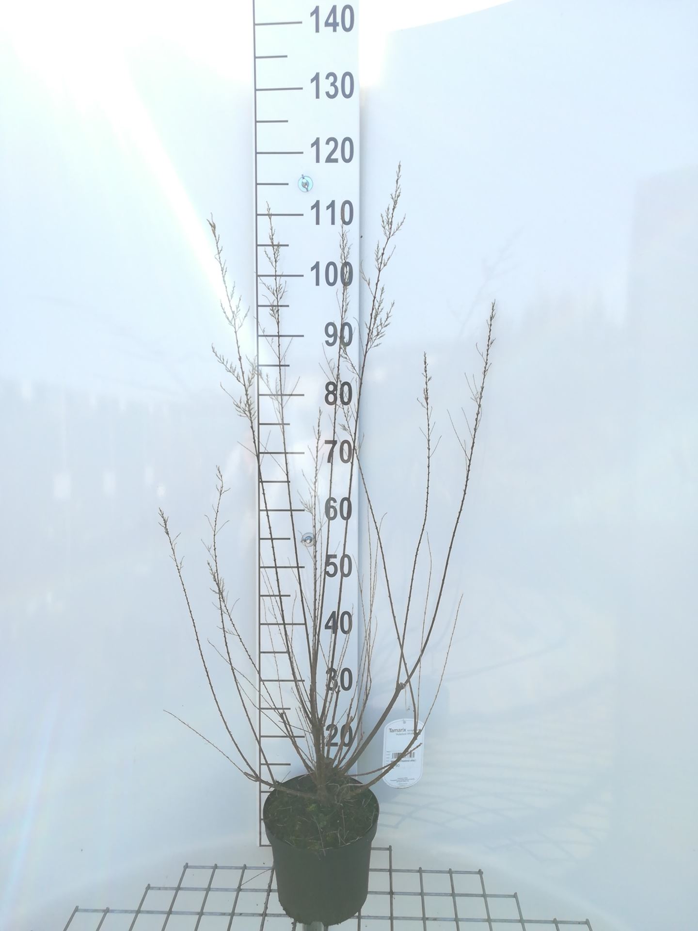 Tamarix ramosissima 'Hulsdonk White' - pot - 50-60 cm