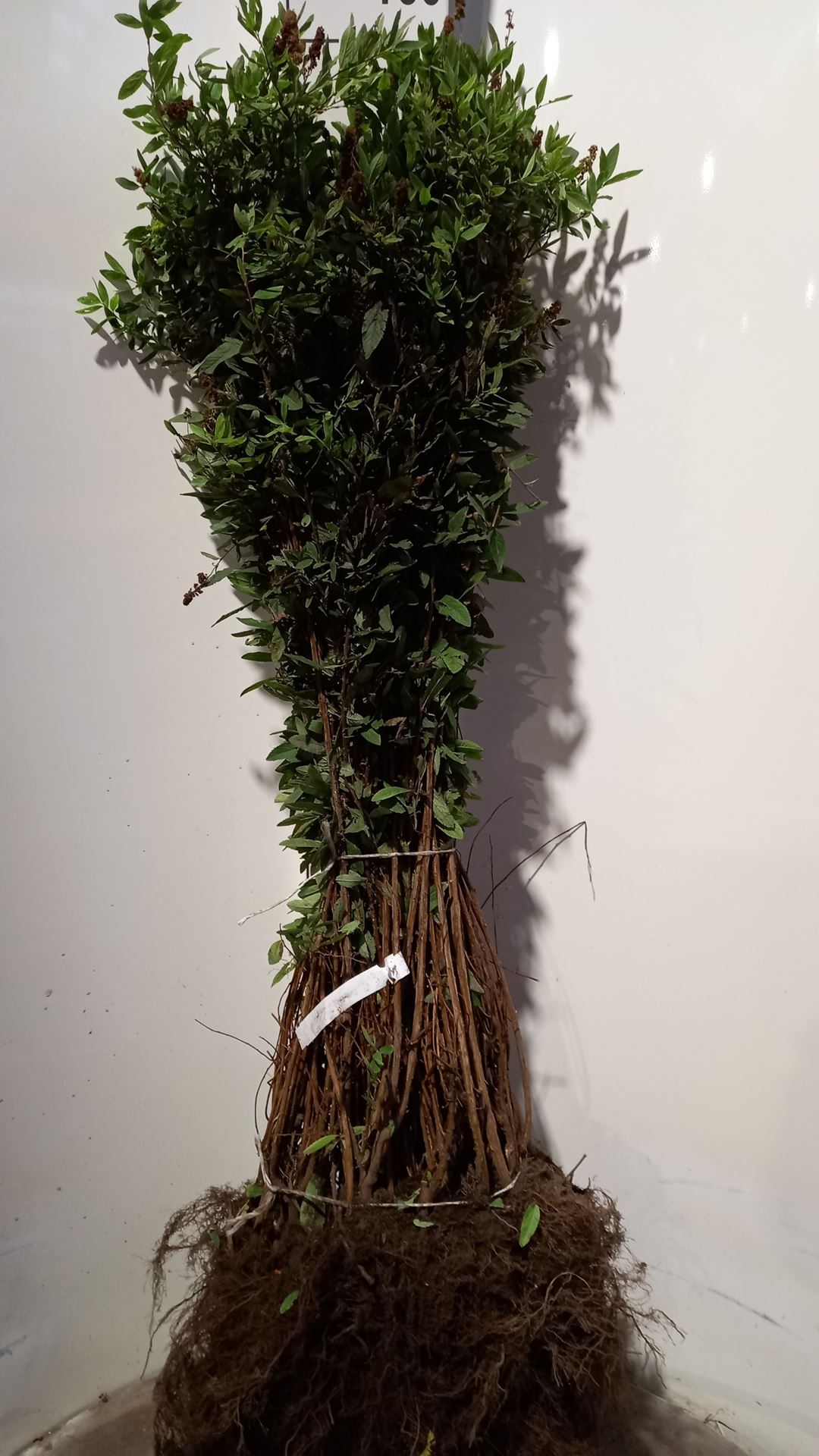 Spiraea x billardii - bare root - 40-60 cm