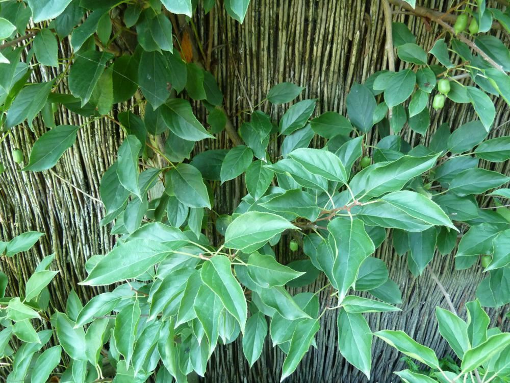 Plantenfiche-Actinidia-arguta-Issai-Kiwibes-