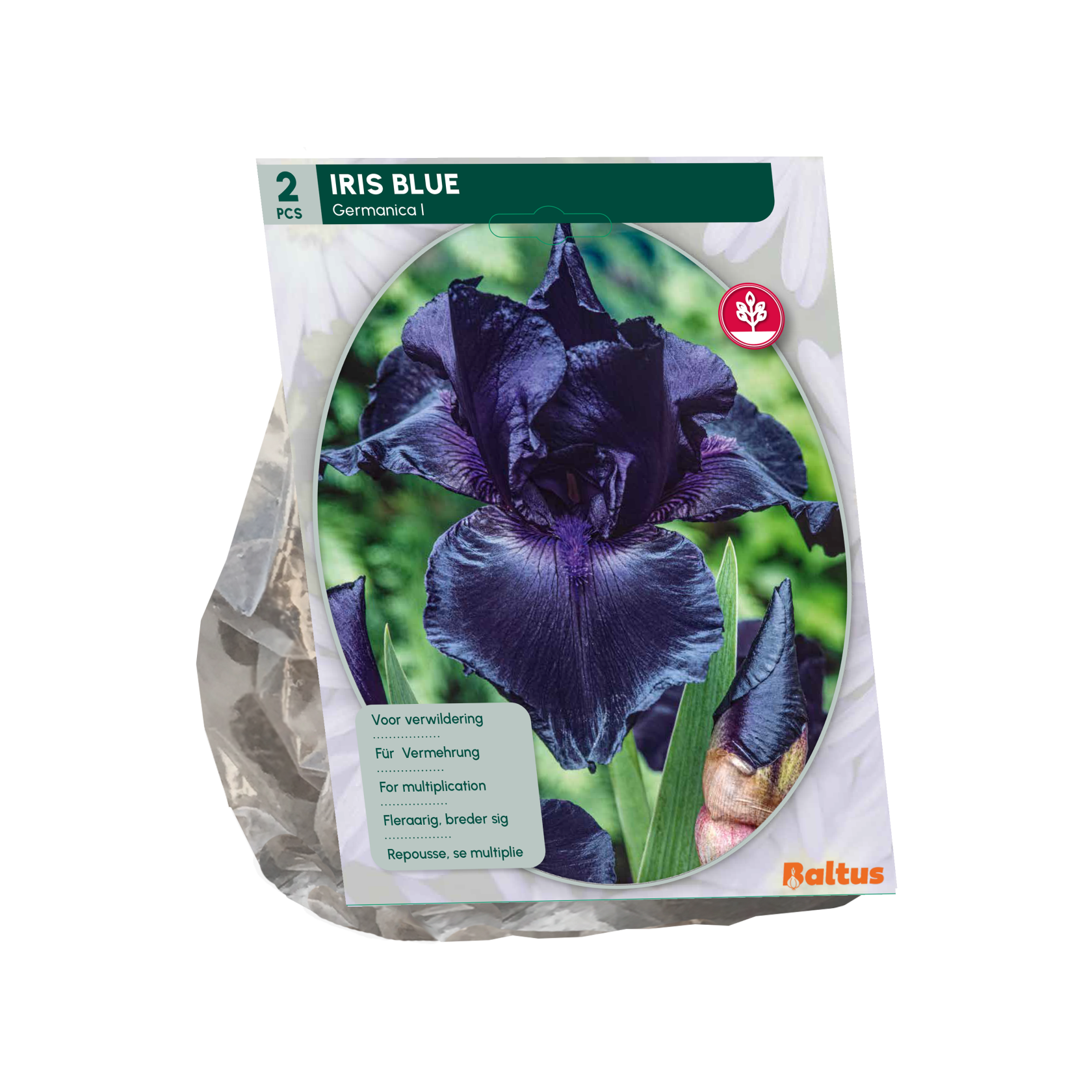 Baltus iris 'Germanica' - Najaarsbloeiers - 1 bol (blauw)