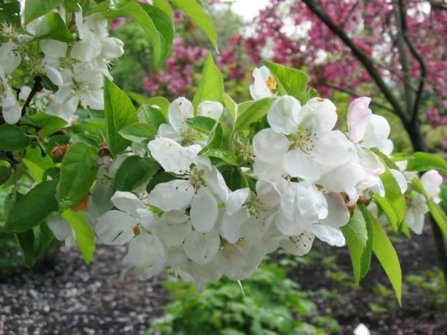 Plantenfiche-Malus-Evereste-Perpetu-