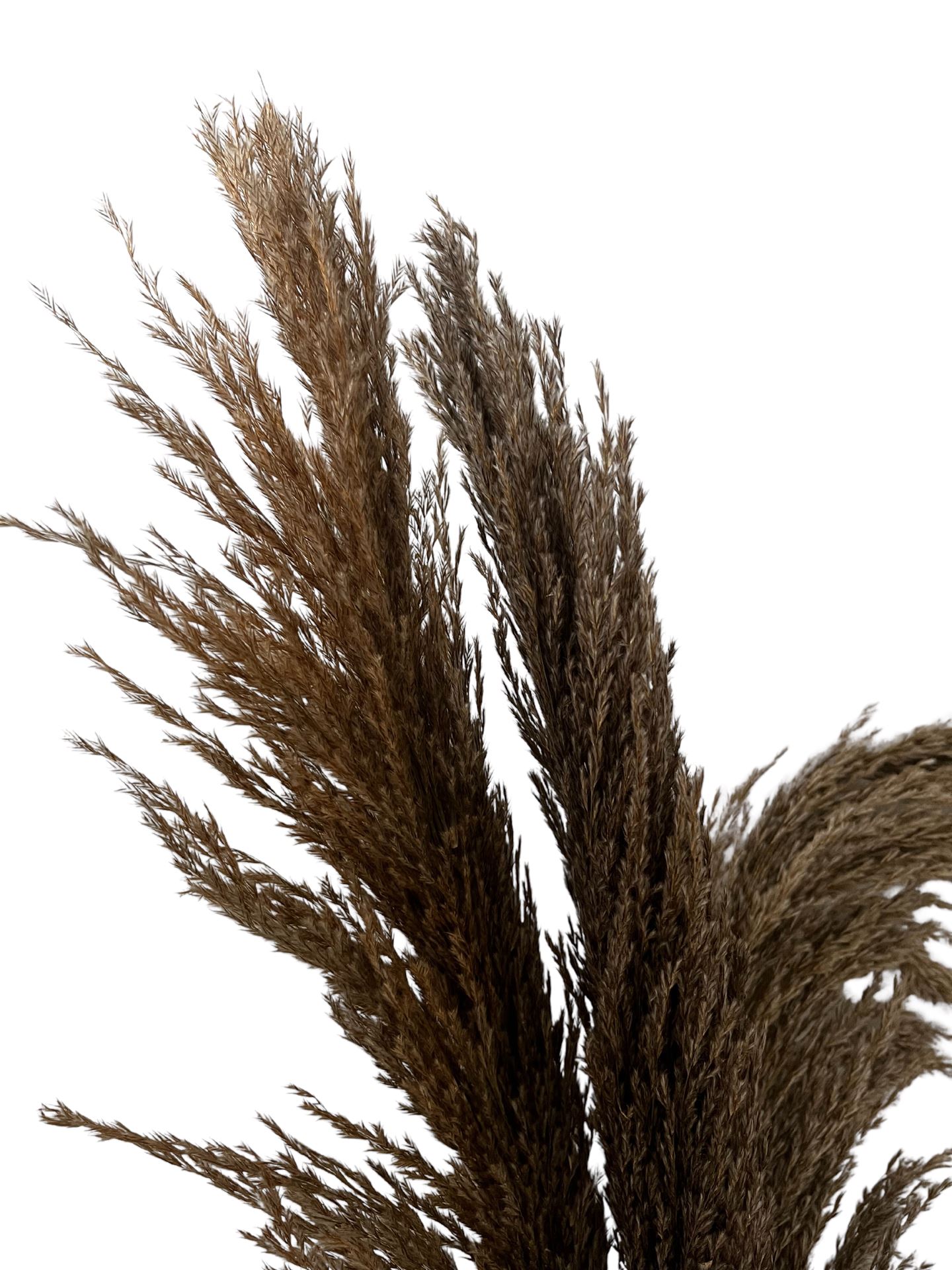Pampas-grass-Mace-115-117cm-3stuks-naturel