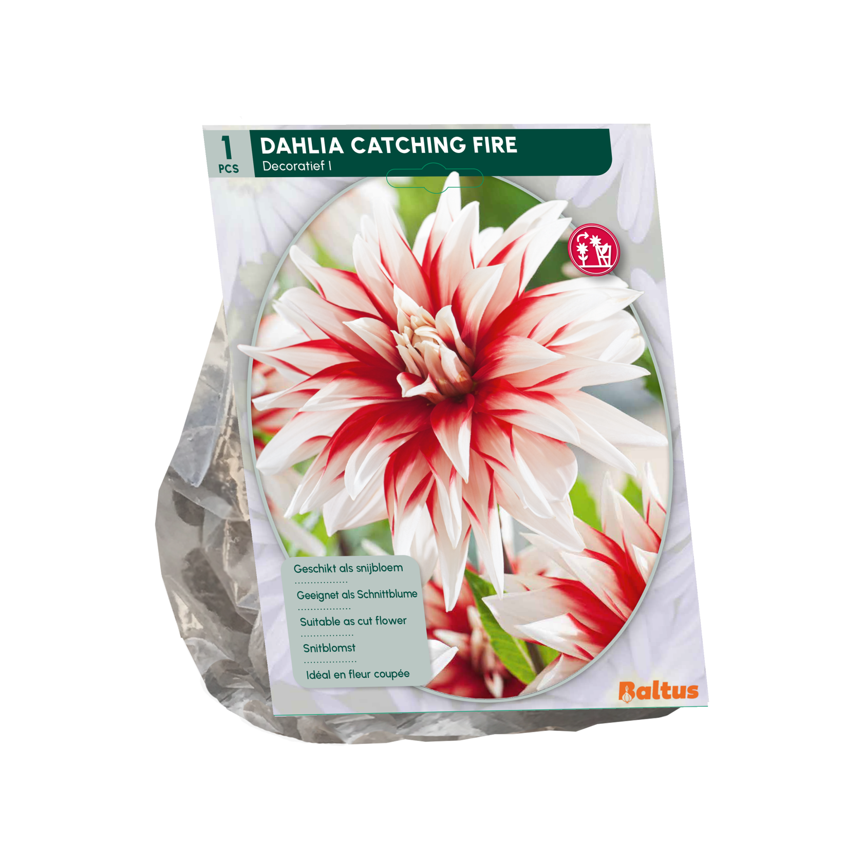 Baltus dahlia 'Catching Fire' - Autumn flowers - 1 bulb (red and white)