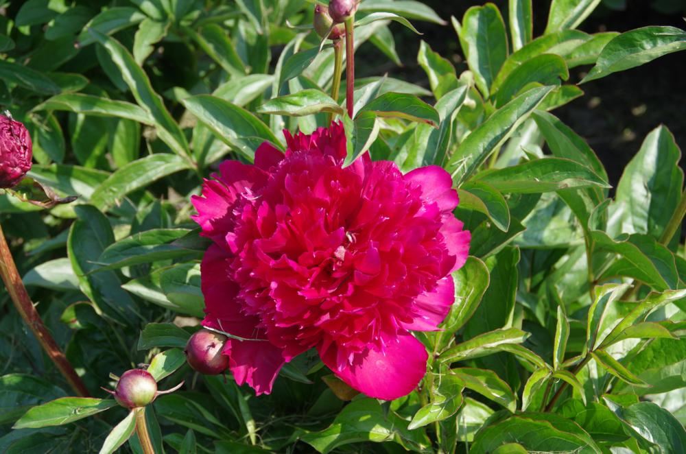 Plantenfiche-Paeonia-Felix-Crousse-