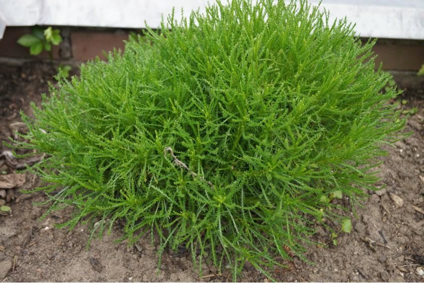 Plantenfiche-Santolina-rosmarinifolia-Heiligenkruid-of-olijfkruid-
