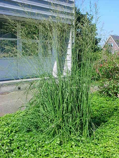 Plantenfiche-Molinia-arundinacea-Windspiel-