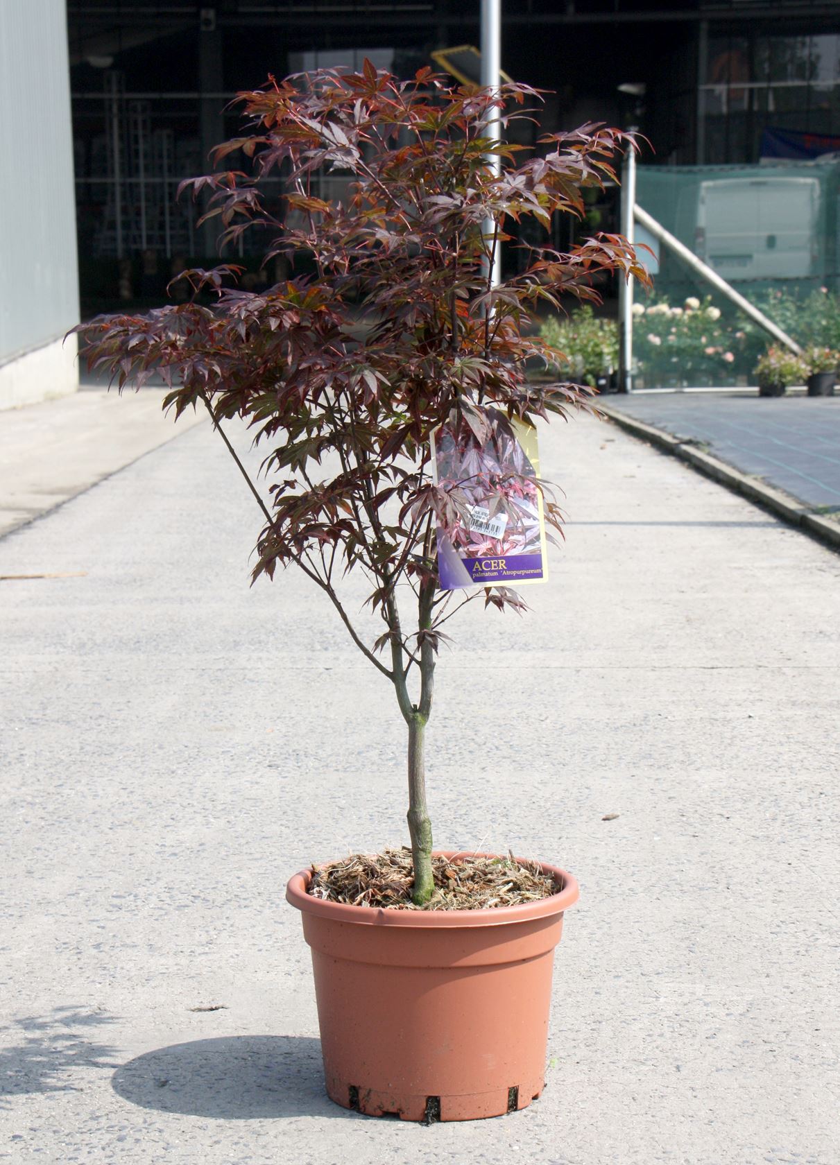 Acer palmatum 'Atropurpureum' - pot 15L - 100-125 cm