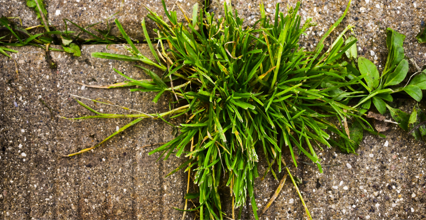 Voulez-vous lutter contre les pâturins ou l'herbe sauvage dans votre pelouse?