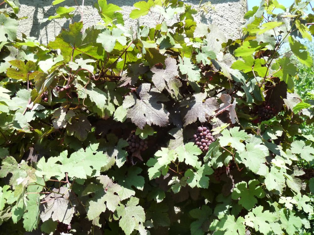 Plantenfiche-Vitis-vinifera-Purpurea-