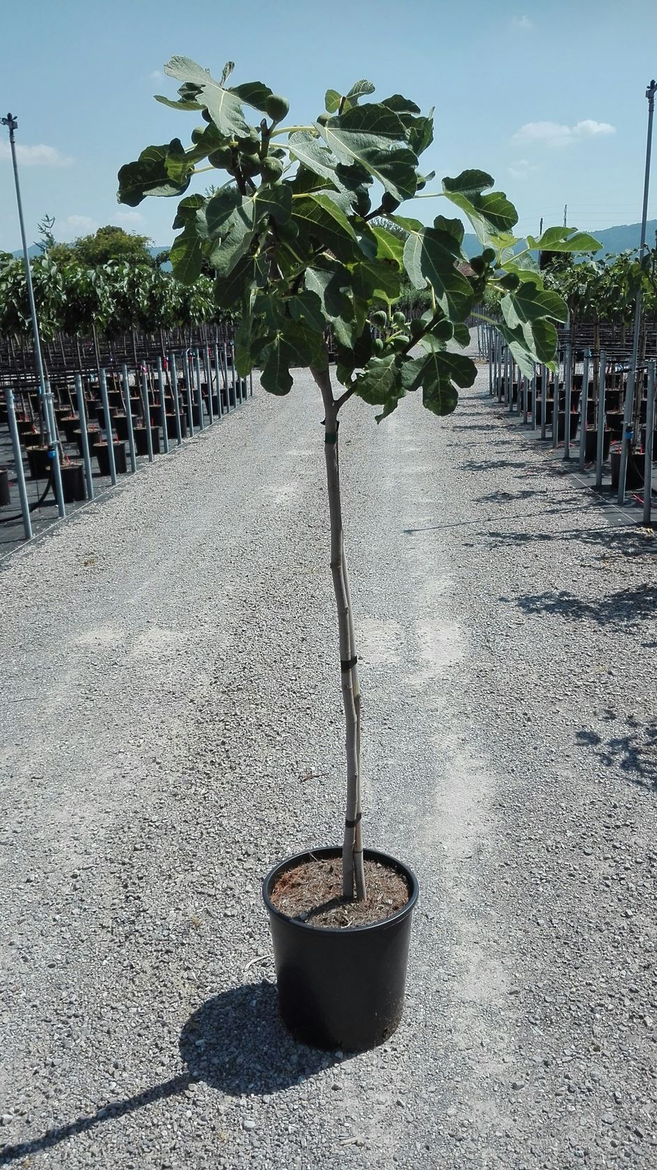 Ficus carica - pot 15L - arbre semi-tige - circonférence du tronc 8-10 cm