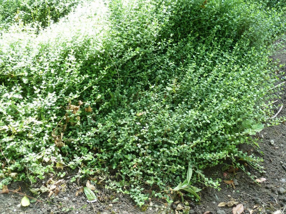 Plantenfiche-Euonymus-fortunei-Minimus-