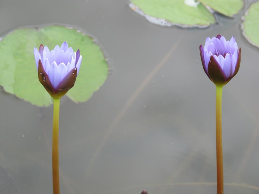 Plantenfiche-Nymphaea-King-of-the-Blues-