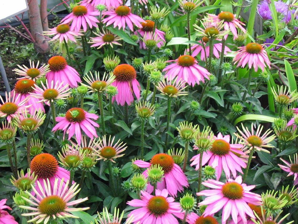 Plantenfiche-Echinacea-purpurea-Mistral-