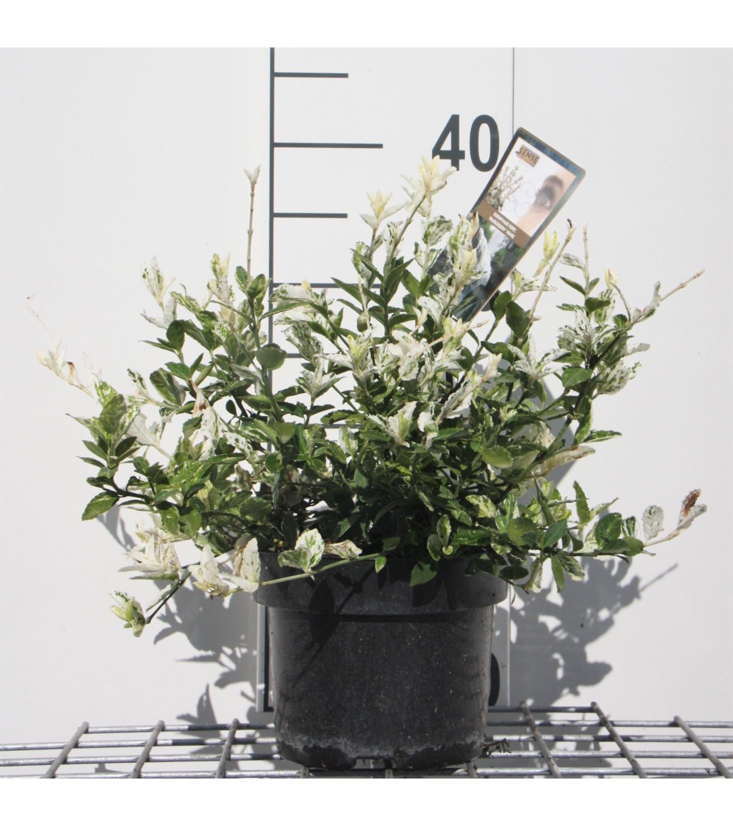 Euonymus fortunei 'Harlequin' - pot - 20-30 cm