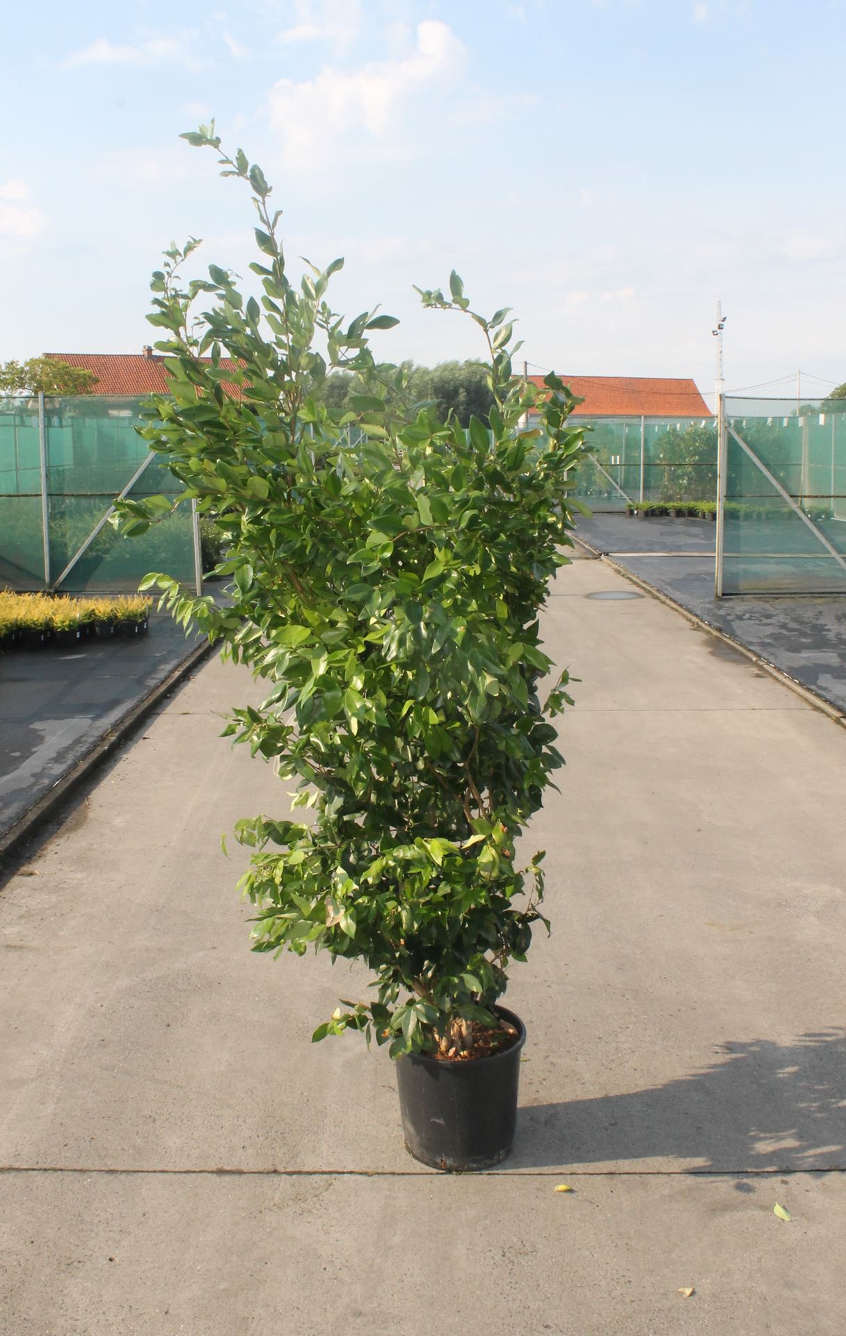 Ligustrum japonicum 'Texanum' - pot 18L - 125-150 cm