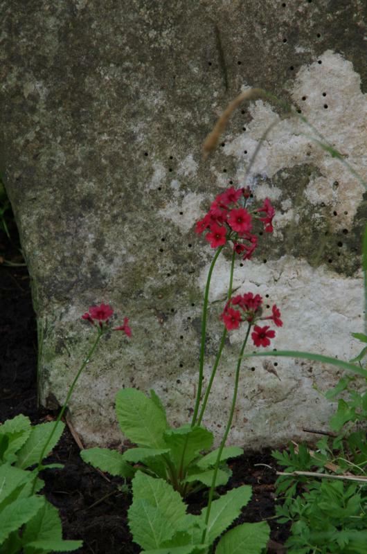 Plantenfiche-Primula-japonica-Miller-s-Crimson-