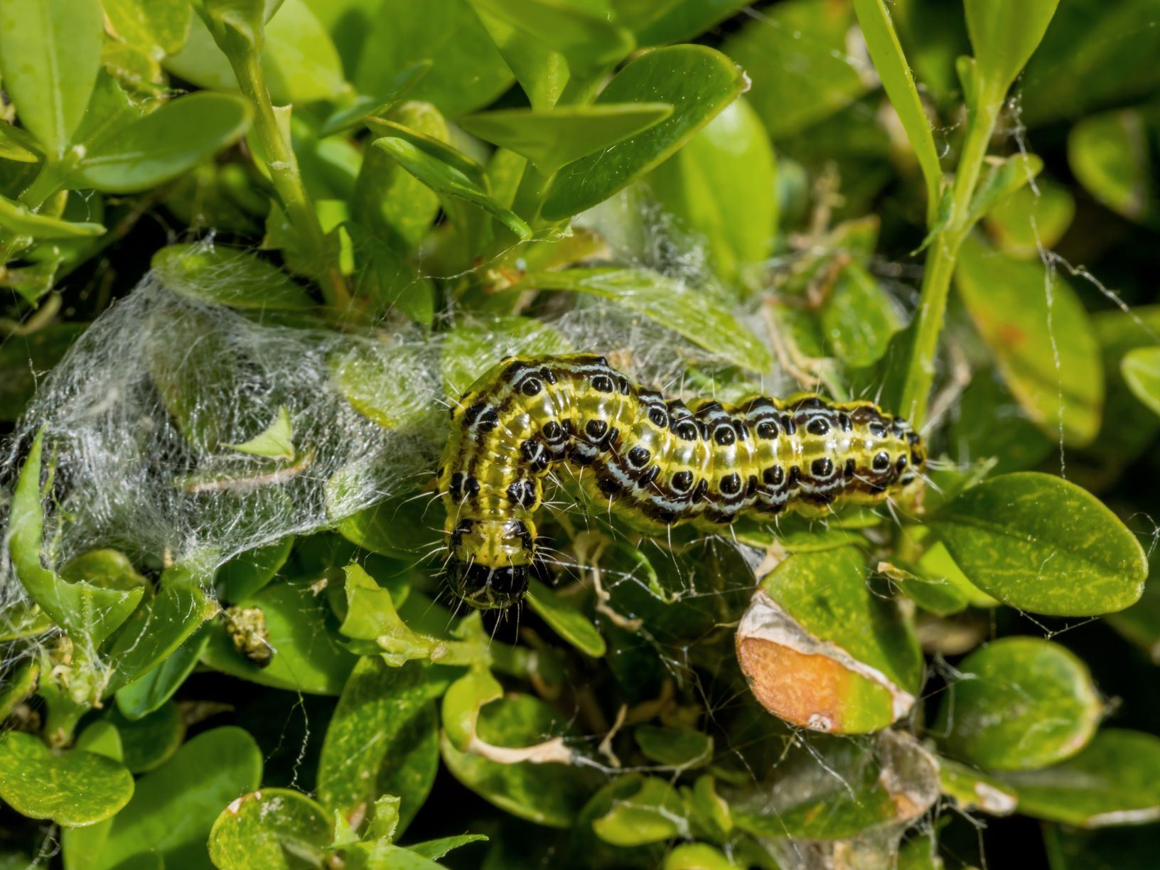 Edialux Nema-t-bag Kraussei: nematodes against vine weevil, (buxus moth) caterpillars and mourning fern midges (potting soil flies) for up to 15m² (BIO)
