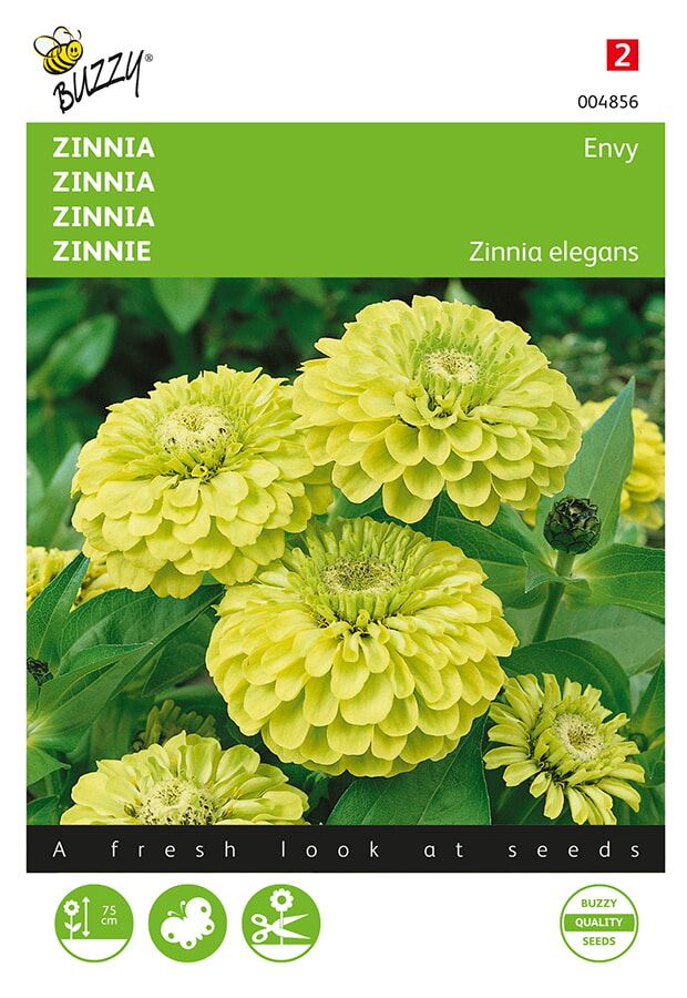 Buzzy Zinnia Envy
