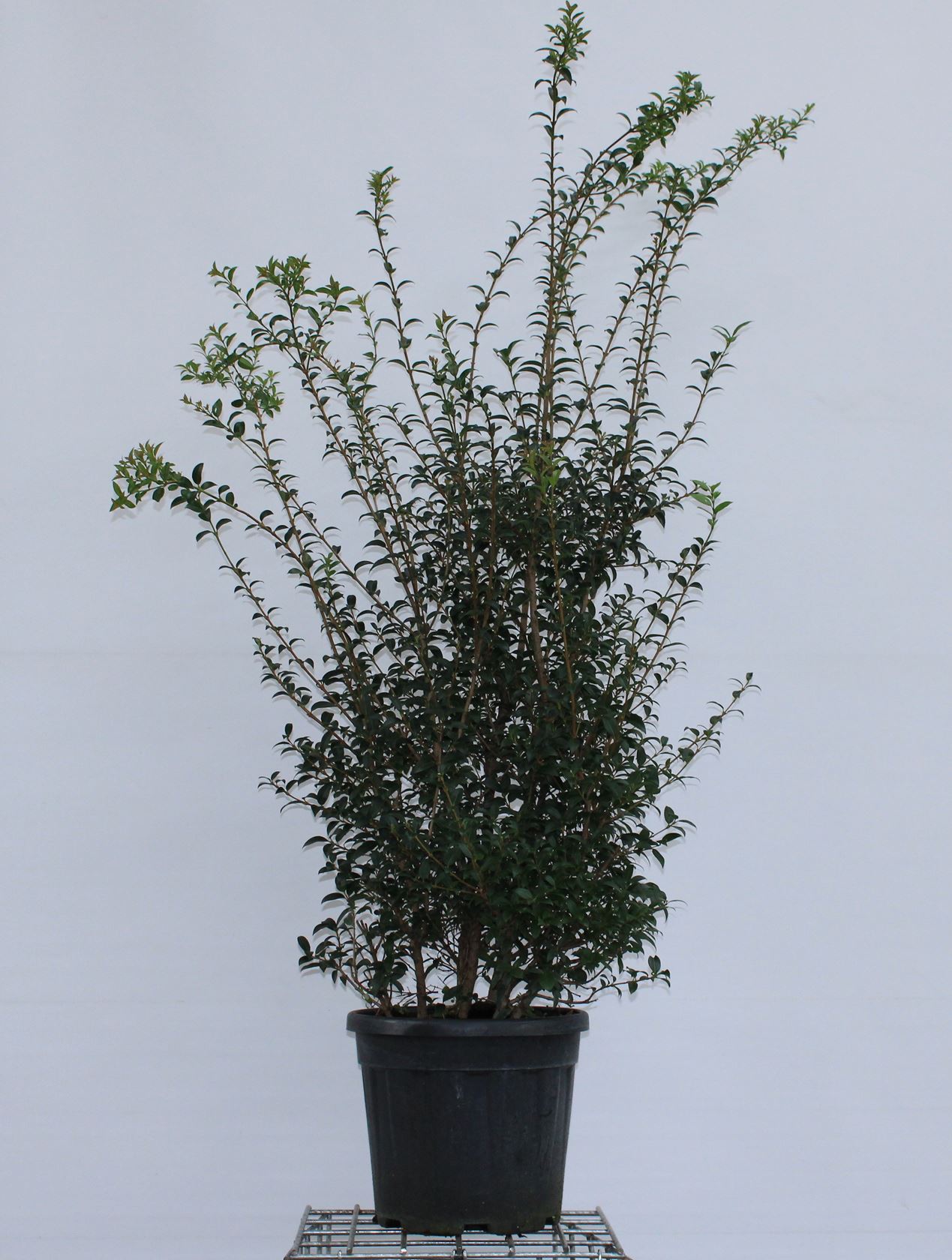 Osmanthus x burkwoodii - pot 20L - 120-140 cm